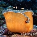 anemonefish_pink_lk_h_0705_png1171.jpg